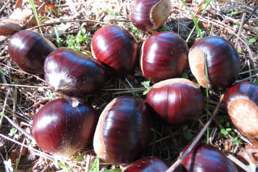 vendita castagne fresche - saporedicastagne.com